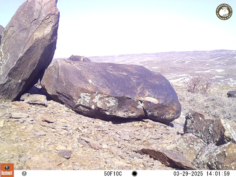 Фотография Казахскаи Пищухи с фотоловушки Кошкар