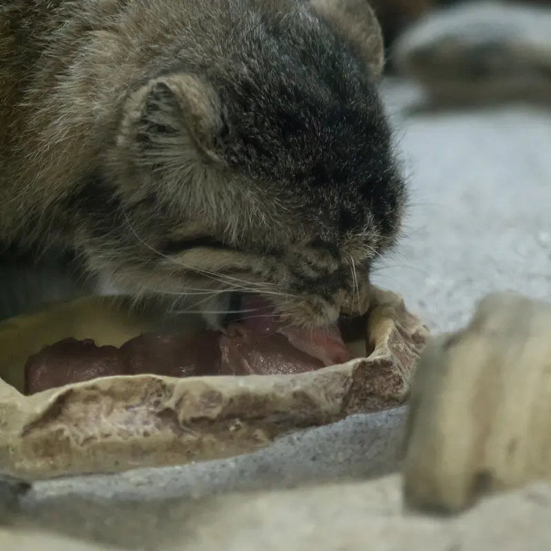 Фотография Примулы в Зоопарке Уено