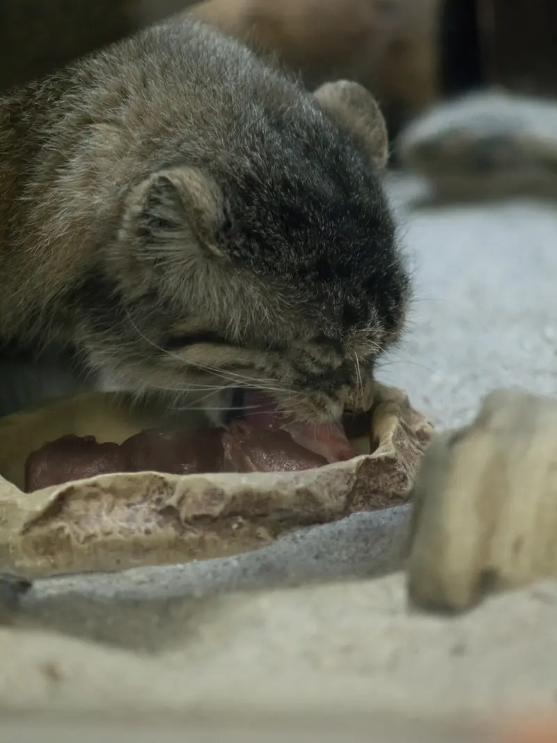 Фотография Примулы в Зоопарке Уено