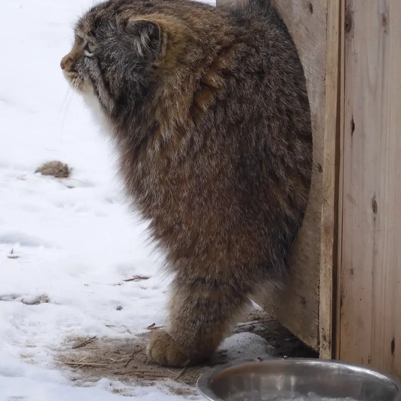 Фотография Серого в Новосибирском Зоопарке