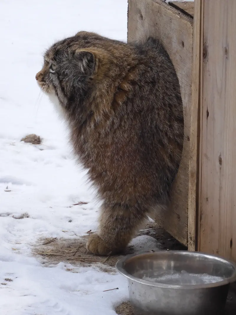 Фотография Серого в Новосибирском Зоопарке
