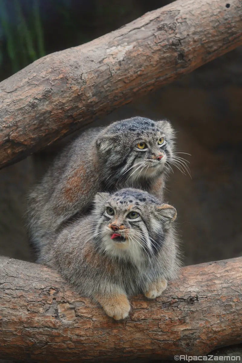 Фотография Аз и Нара в Царстве Животных Кобе