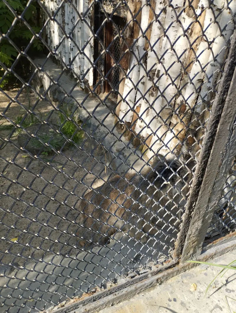 Фотография с манулом в Новосибирском Зоопарке