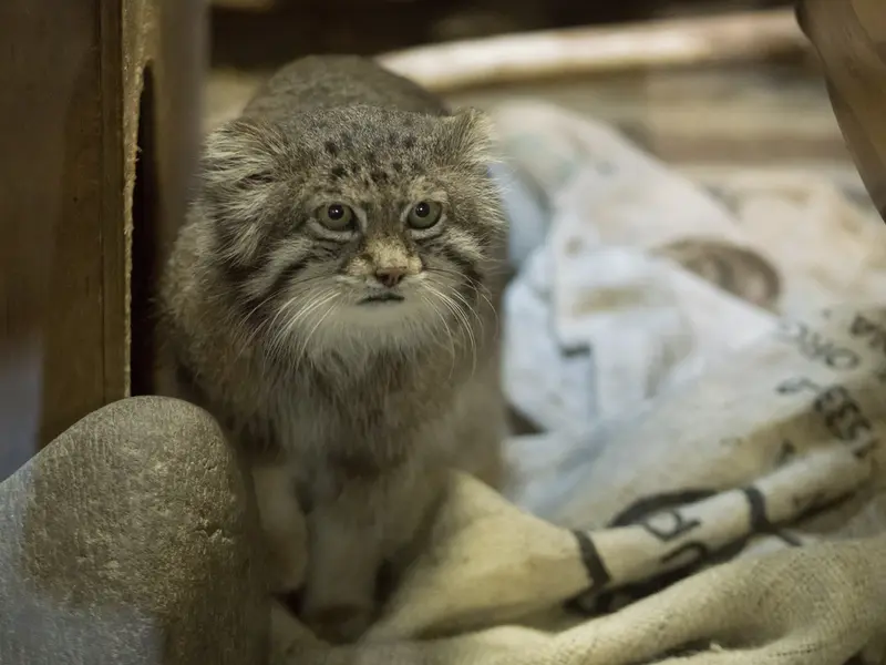 Фотография Клёна в Зоопарке Уено