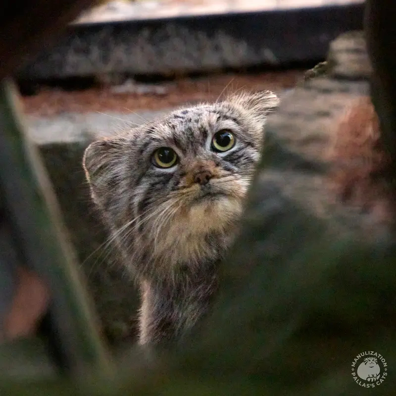 Фотография Цас в Краковском Зоопарке