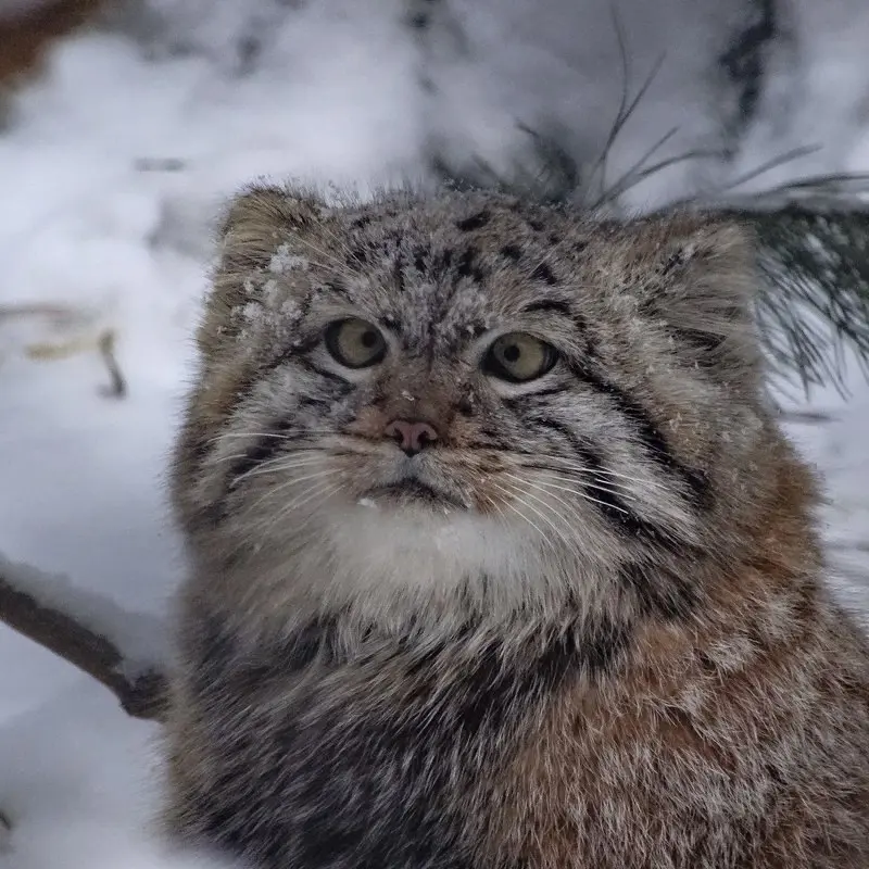 Фотография Косоглазика в Новосибирском Зоопарке