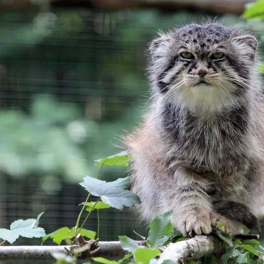 Фотография Майтука в Сафари-заповеднике Люминьи