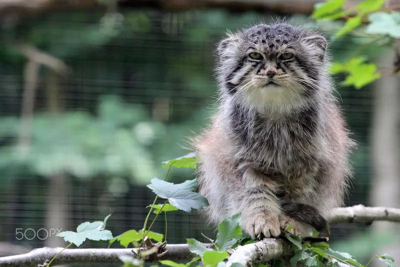 Фотография Майтука в Сафари-заповеднике Люминьи