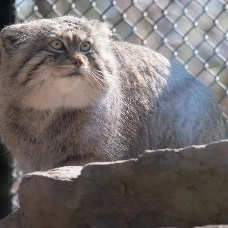 Фотография Лотоса в Детском зоопарке Сайтама