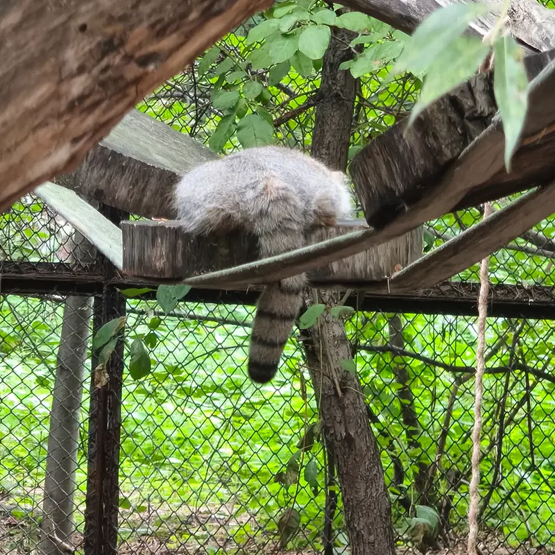 Фотография с манулом в Новосибирском Зоопарке