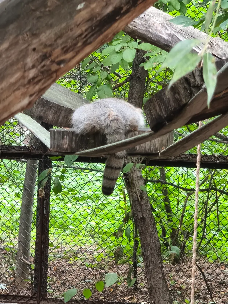 Фотография с манулом в Новосибирском Зоопарке