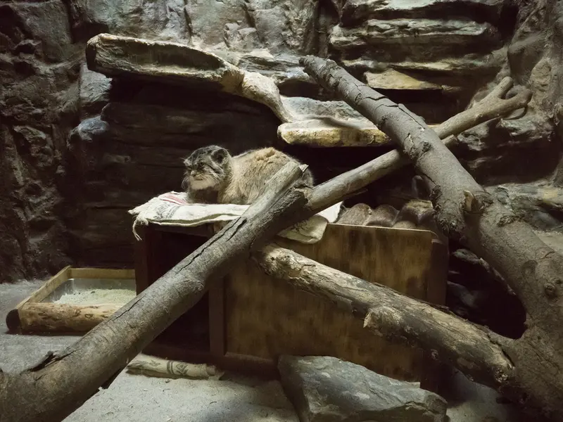 Фотография Примулы в Зоопарке Уено