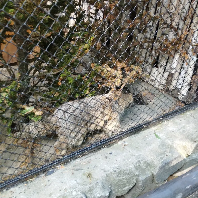 Фотография Зеленогорска в Новосибирском Зоопарке