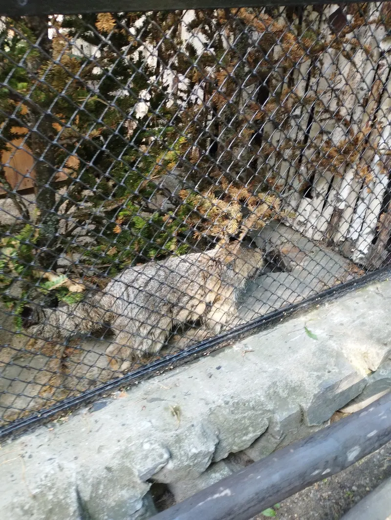 Фотография Зеленогорска в Новосибирском Зоопарке