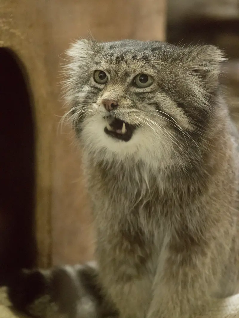 Фотография Клёна в Зоопарке Уено