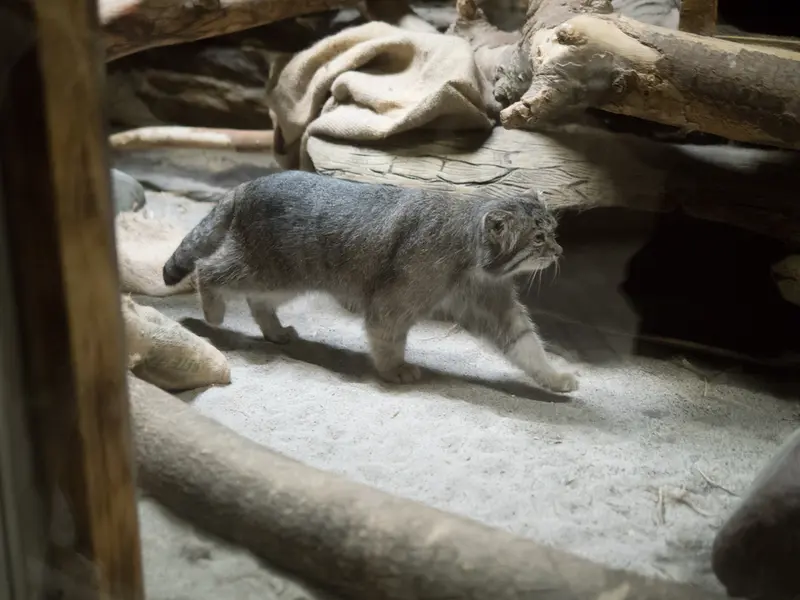 Фотография Клёна в Зоопарке Уено