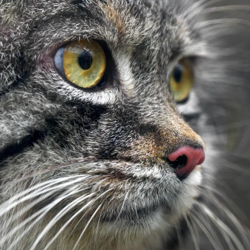 Фотография Нара в Царстве Животных Кобе