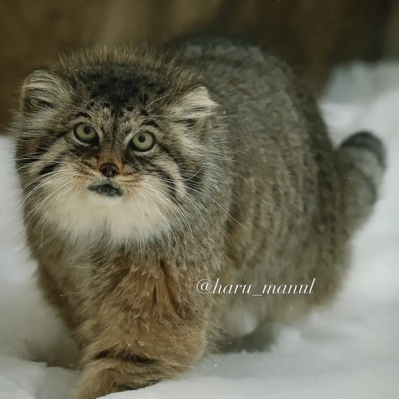 Фотография Полли в Царстве Животных Насу