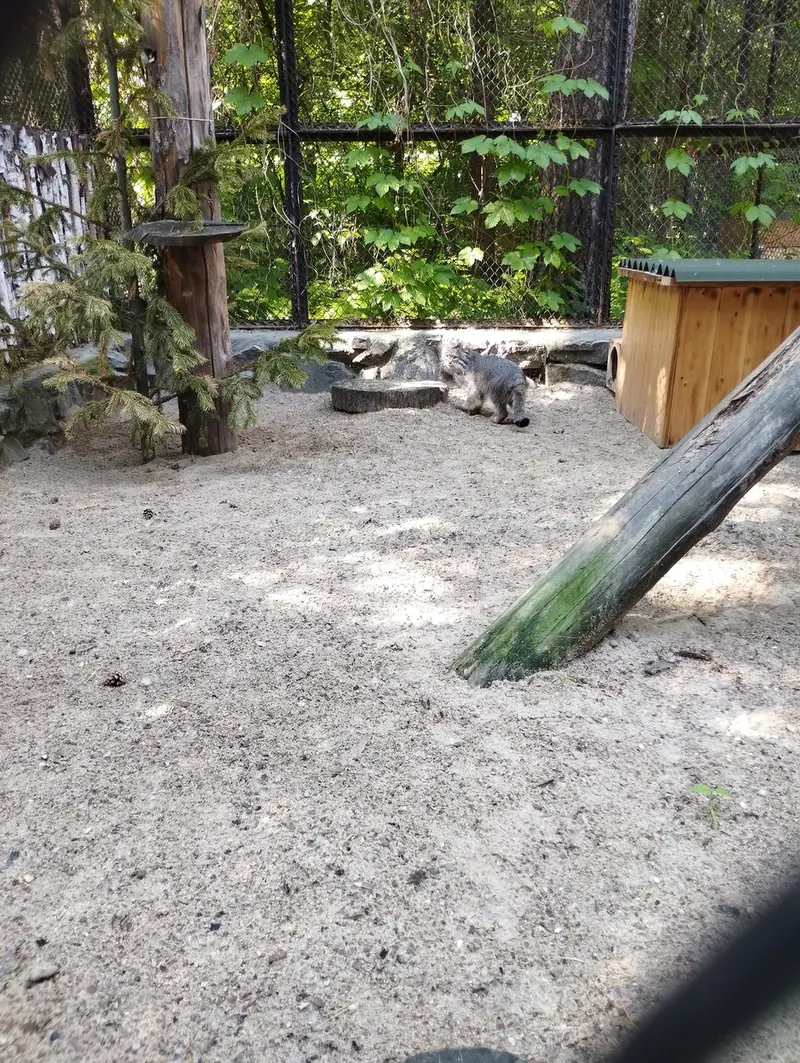 Фотография с манулом в Новосибирском Зоопарке