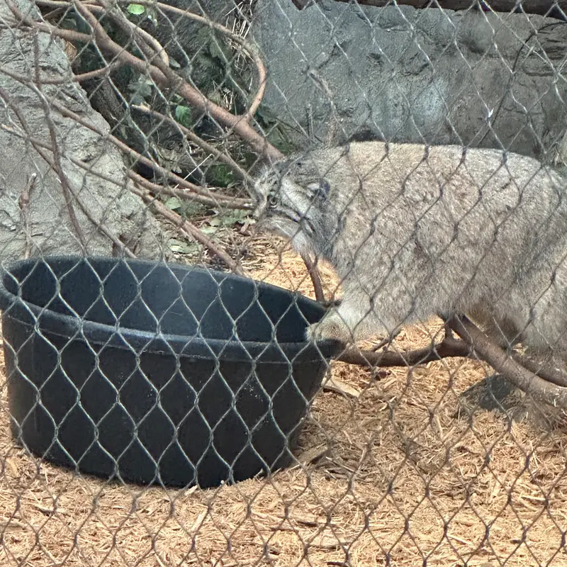 Фотография Сарнай в Зоопарке Проспект-парка