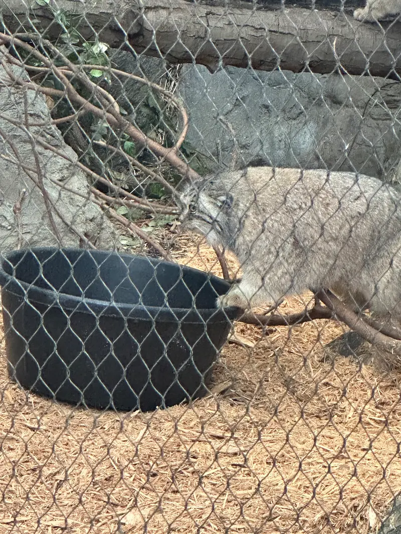 Фотография Сарнай в Зоопарке Проспект-парка