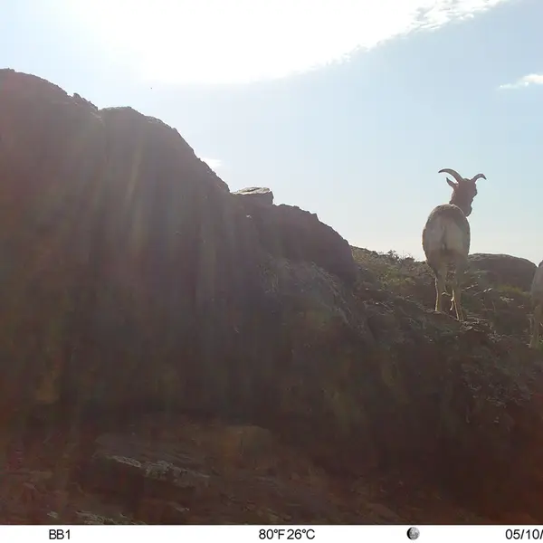 Фотография Аргали с фотоловушки Актас-Кункора