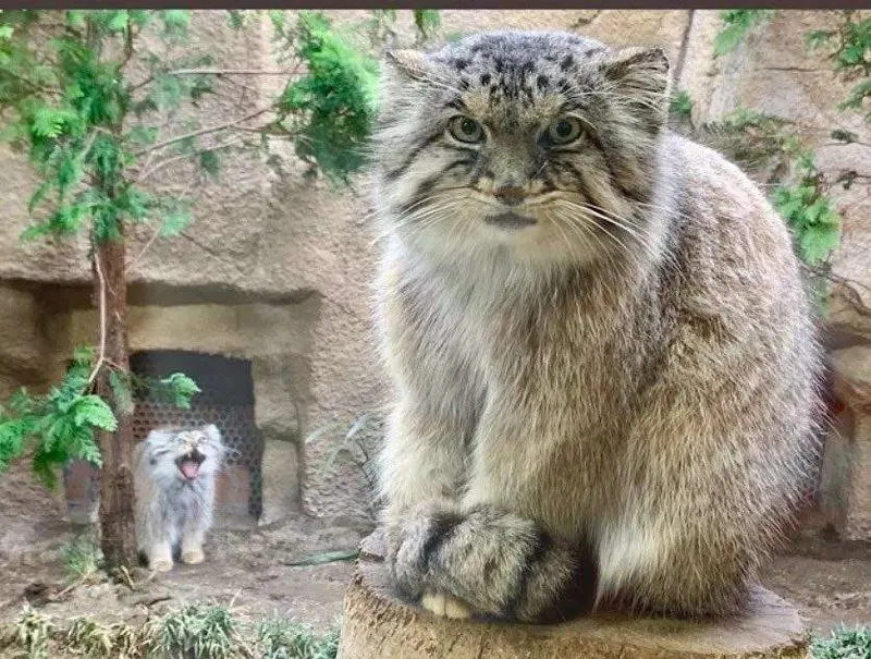 Фотография с манулом
