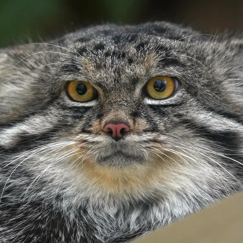 Фотография Нара в Царстве Животных Кобе