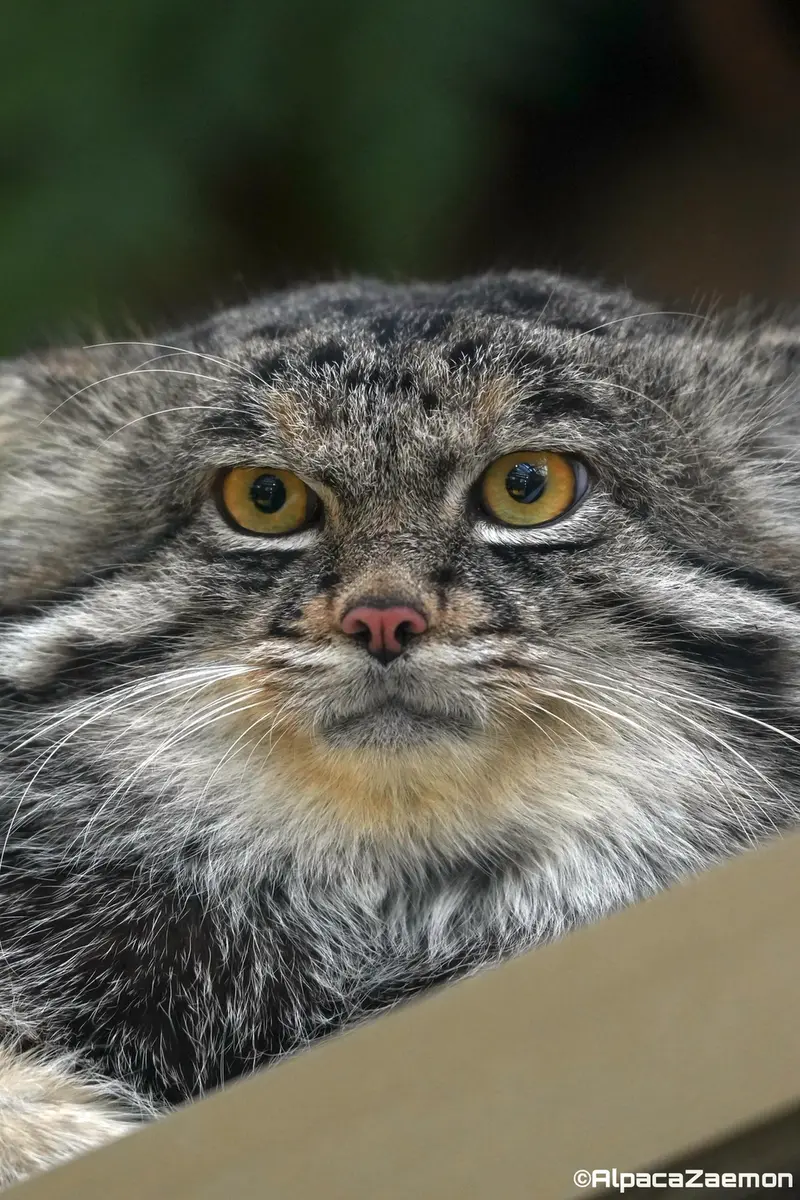 Фотография Нара в Царстве Животных Кобе