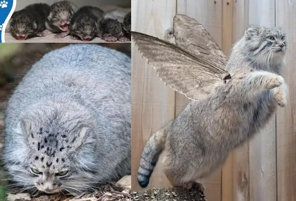 Фотография с манулом