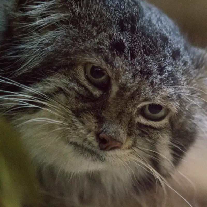 Фотография Клёна в Зоопарке Уено