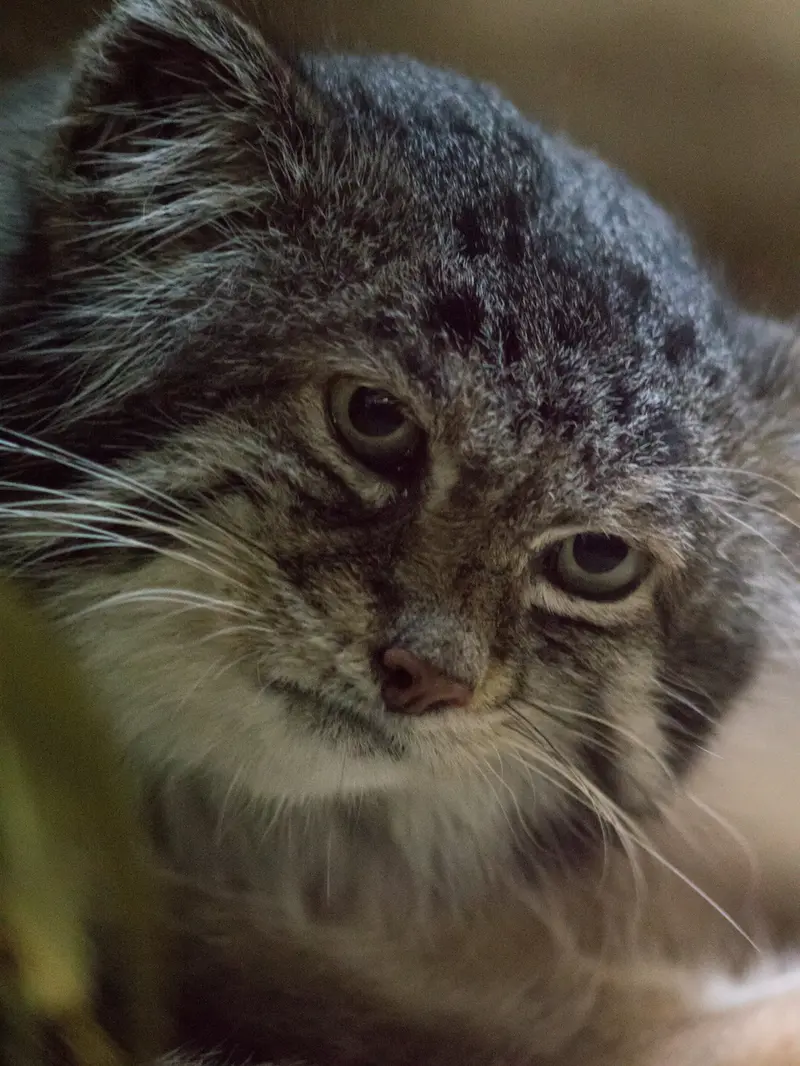 Фотография Клёна в Зоопарке Уено