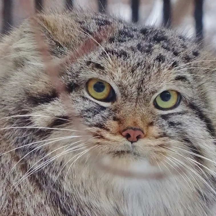 Фотография Льва в Новосибирском Зоопарке