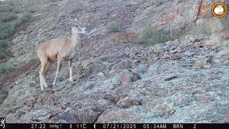 Фотография Аргали с фотоловушки Жанатор [новинка]