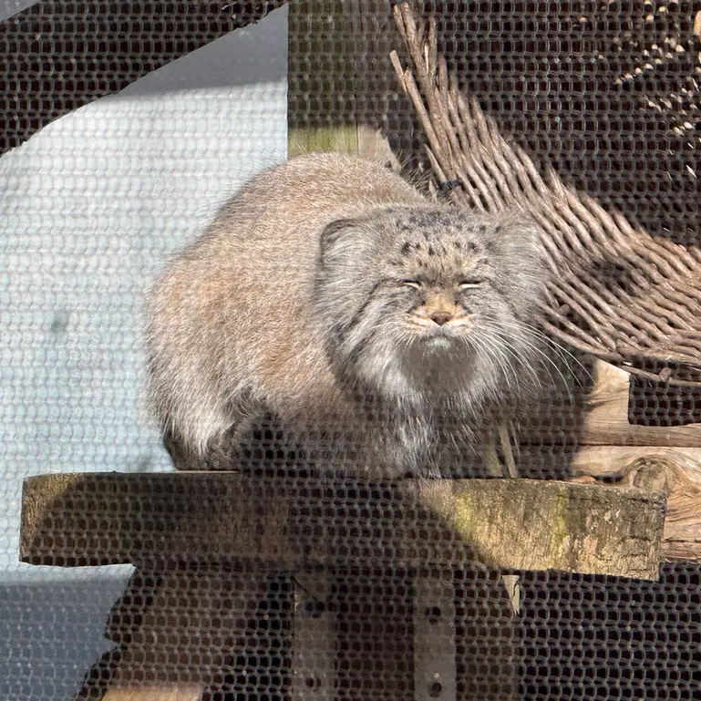 Фотография Пази в Зоопарке Поттер-парка