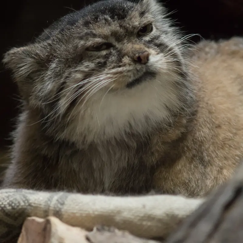 Фотография Примулы в Зоопарке Уено