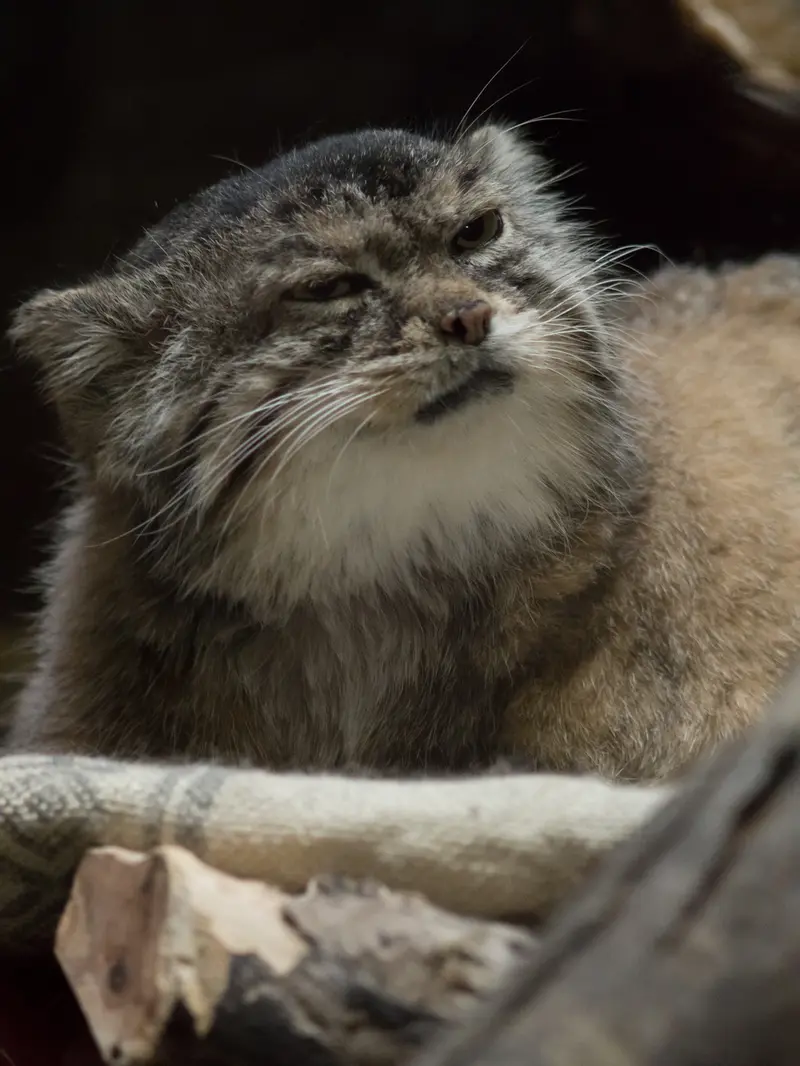 Фотография Примулы в Зоопарке Уено