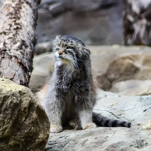 Фотография Пемы в Зоопарке Калгари / Институте Уайлдере