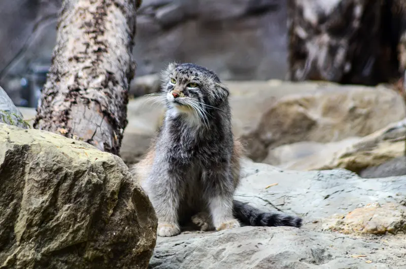 Фотография Пемы в Зоопарке Калгари / Институте Уайлдере