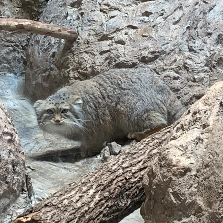 Фотография Миши в Бирмингемском Зоопарке