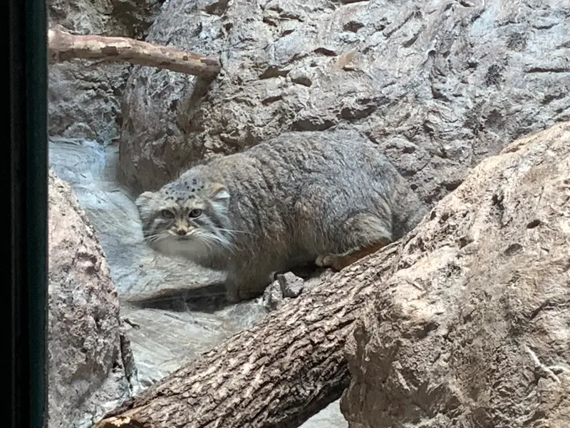 Фотография Миши в Бирмингемском Зоопарке