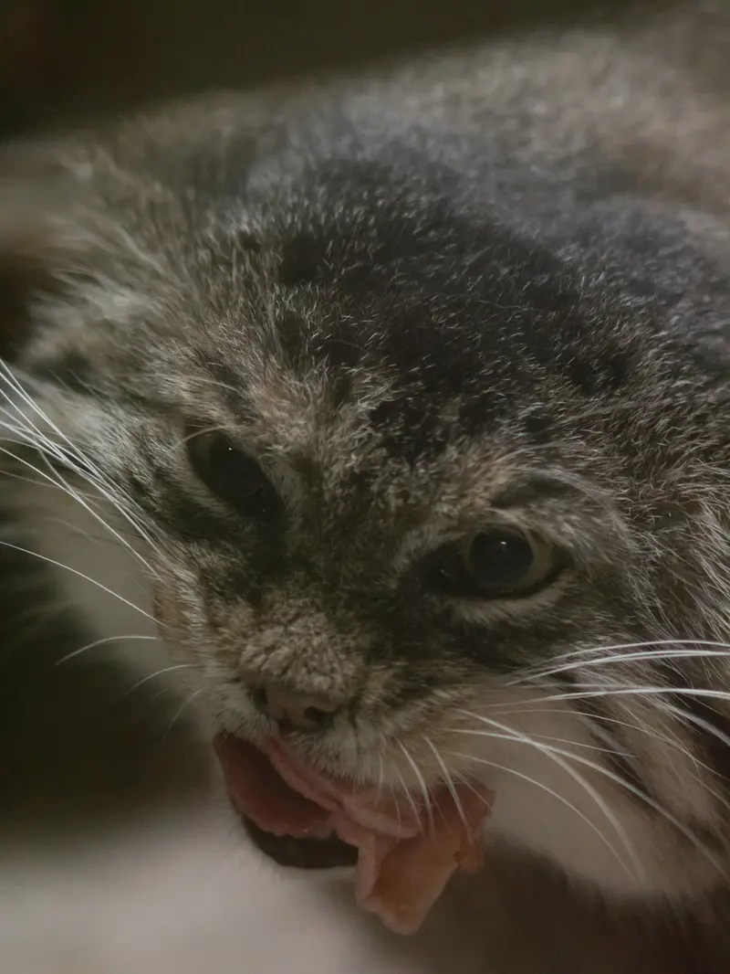 Фотография Примулы в Зоопарке Уено