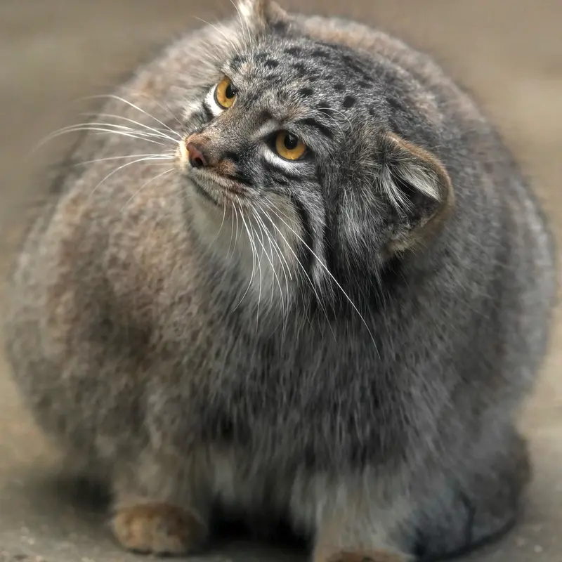 Фотография Мей в Царстве Животных Кобе