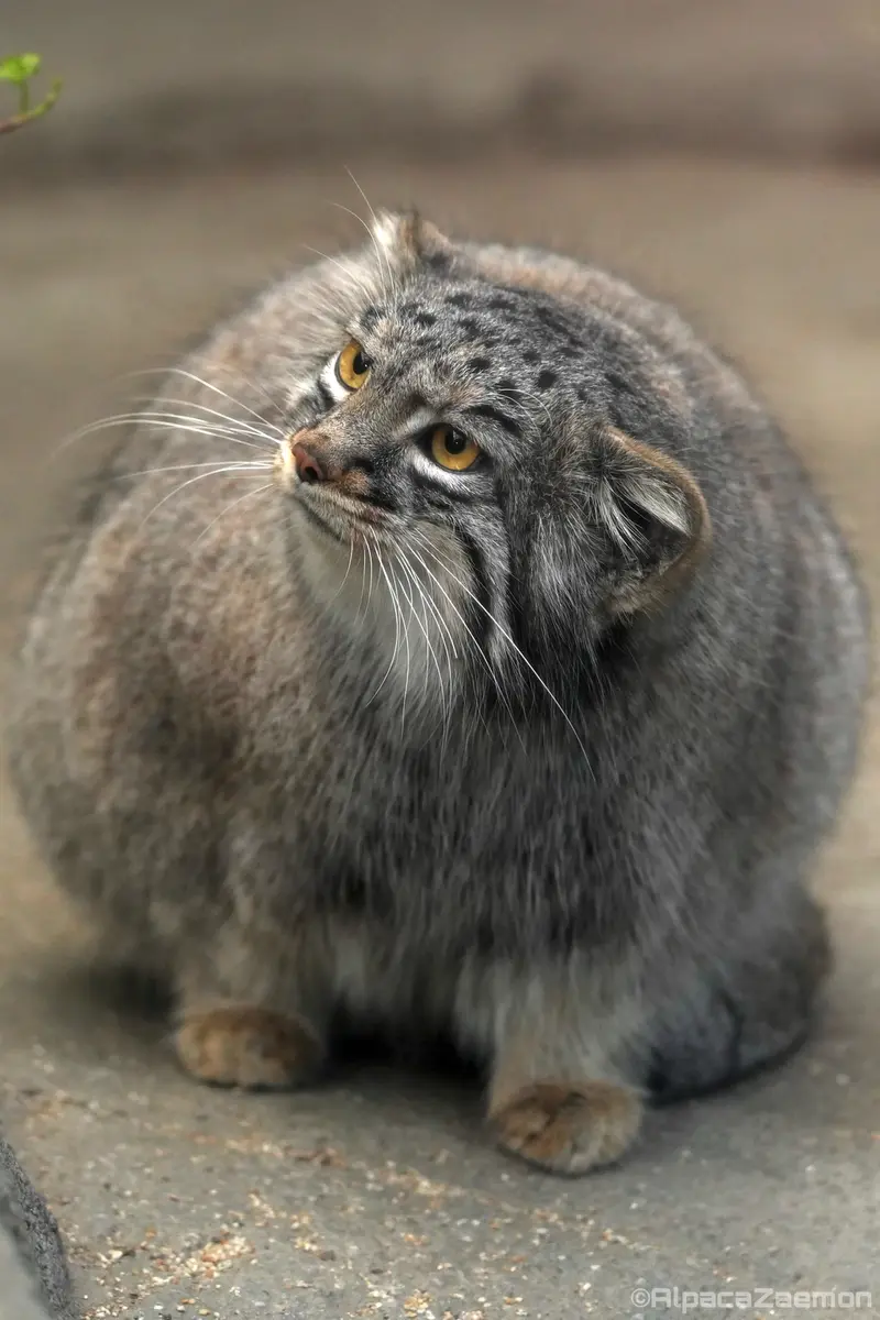 Фотография Мей в Царстве Животных Кобе