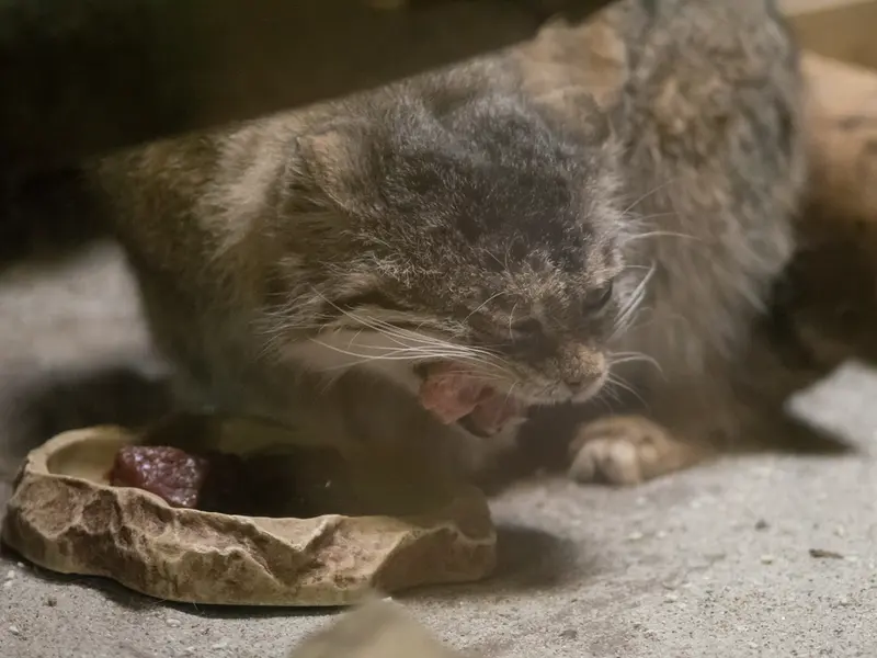 Фотография Примулы в Зоопарке Уено