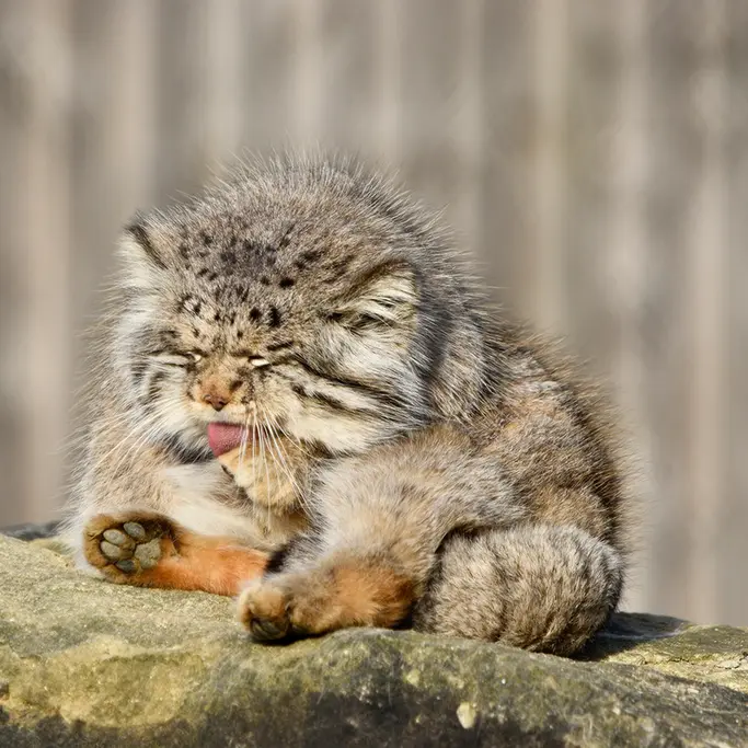 Фотография Атлана в Парке диких животных Порт-Лимпн