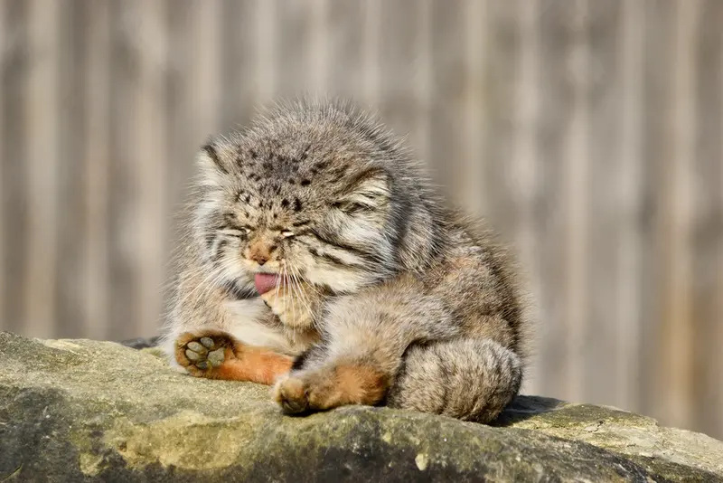 Фотография Атлана в Парке диких животных Порт-Лимпн