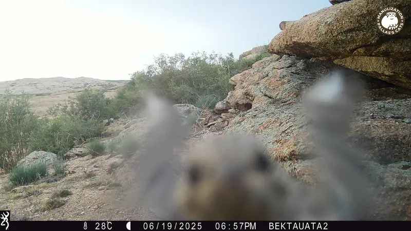 Фотография с манулом с фотоловушки Бектауата 2