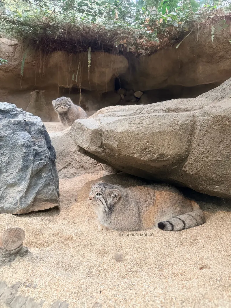 Фотография Аз и Нара в Царстве Животных Кобе