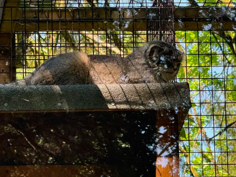 Фотография Саяна в Парке дикой природы Котсуолд